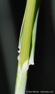 Image of Slender Oat