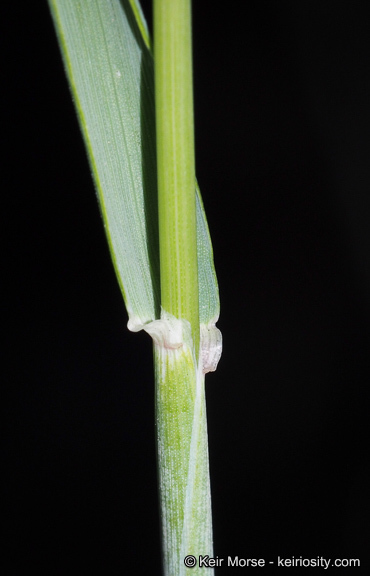 Image of Slender Oat