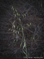 Image of Slender Oat