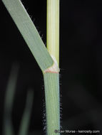 Image of Slender Oat