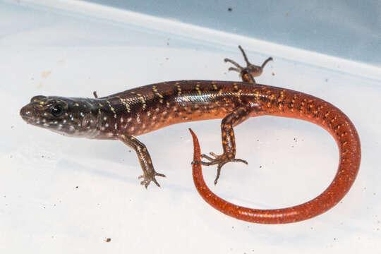 Image of common skink