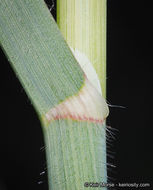 Image of Slender Oat