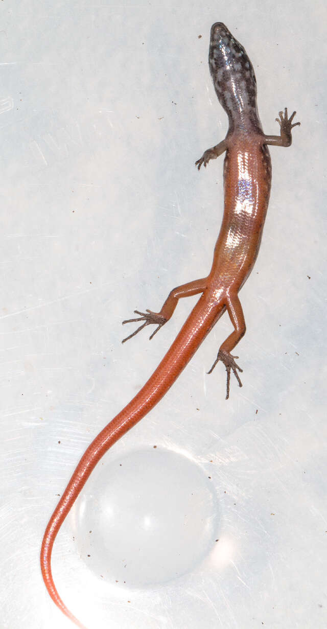 Image of common skink