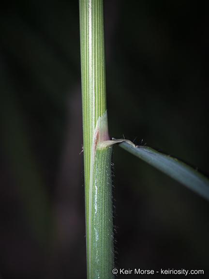 Image of Slender Oat