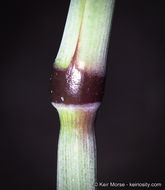 Image of Slender Oat