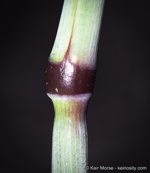 Image of Slender Oat