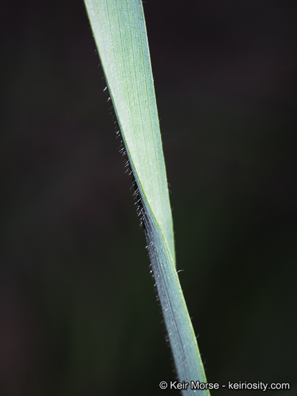 Image of Slender Oat