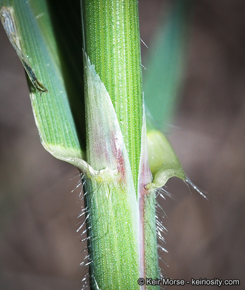 Image of Slender Oat