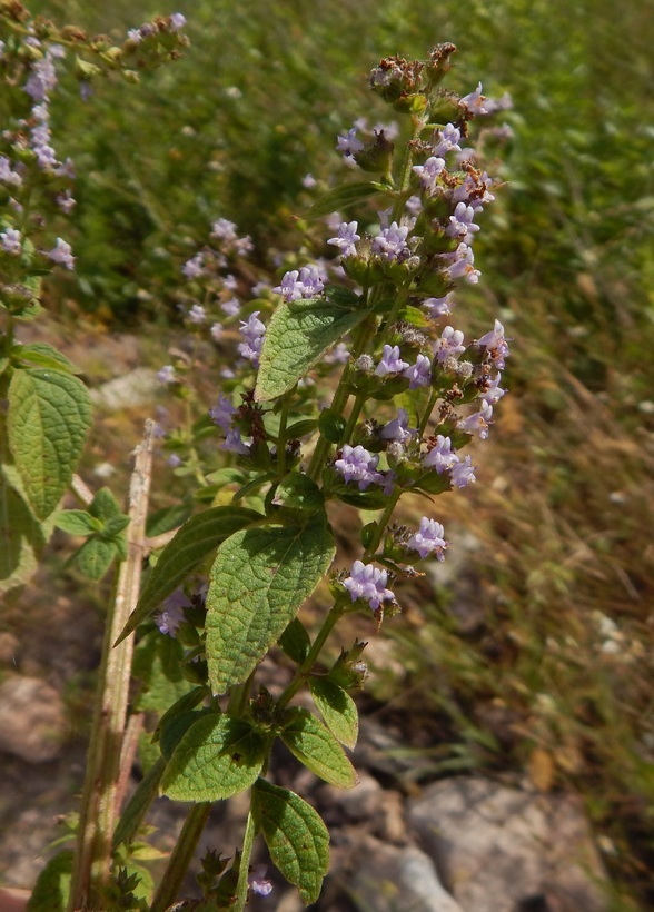 Image of <i>Hyptis mutabilis</i>