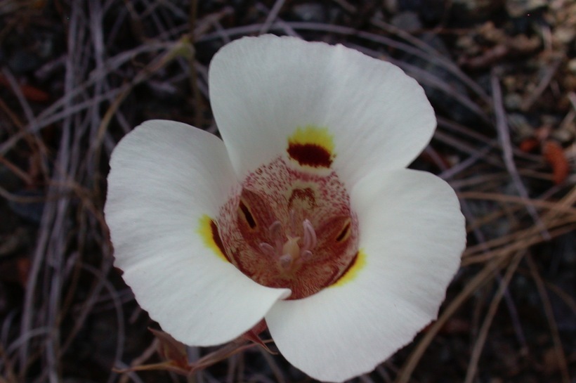 Image de Calochortus argillosus (Hoover) Zebzll & Fielder