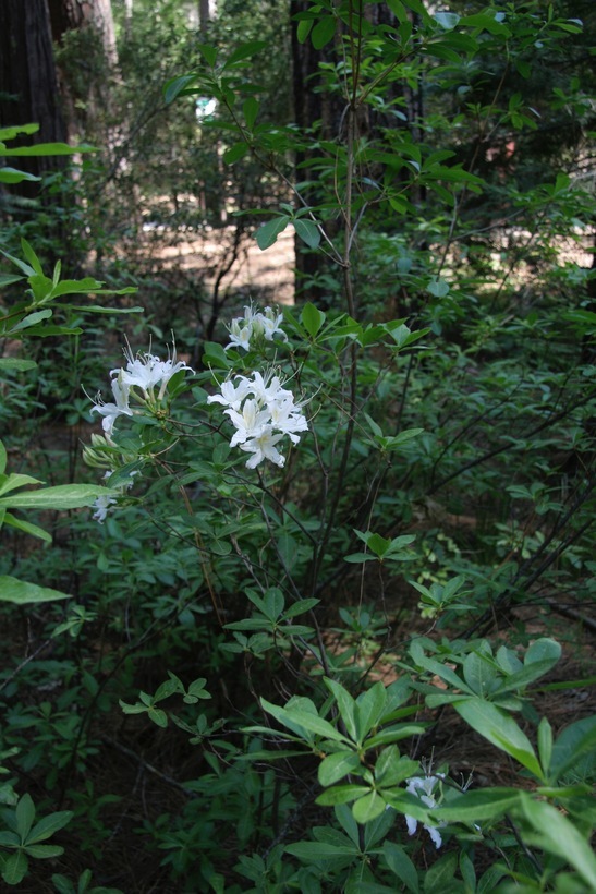 Image of western azalea