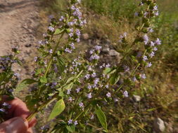 Image of <i>Hyptis mutabilis</i>