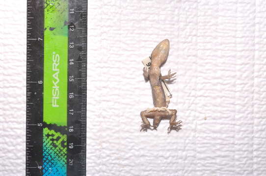 Image of Barking Gecko