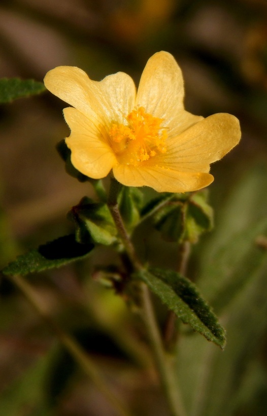 Image of Sida alamosana S. Wats. ex J. N. Rose