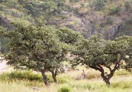 Image of Mexican Blue Oak