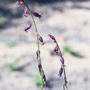 Image de Caulanthus heterophyllus (Nutt.) Payson