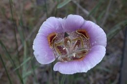 Image of superb mariposa lily