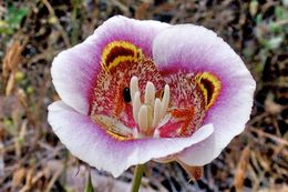 Image of superb mariposa lily