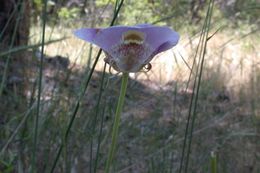 Image of superb mariposa lily