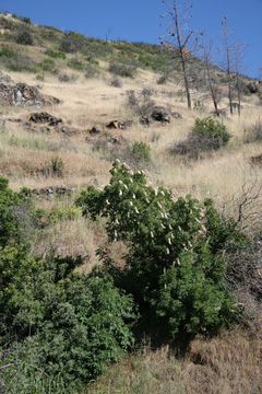 Aesculus californica (Spach) Nutt. resmi