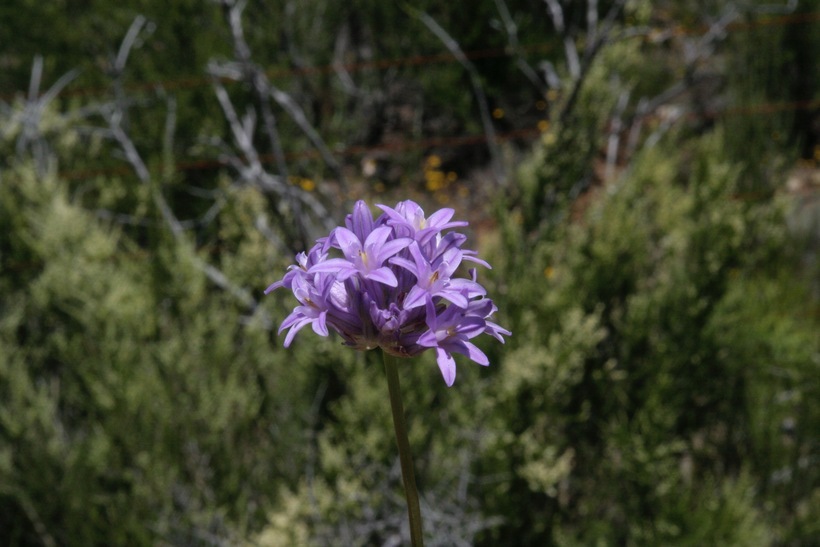 Image of roundtooth snakelily