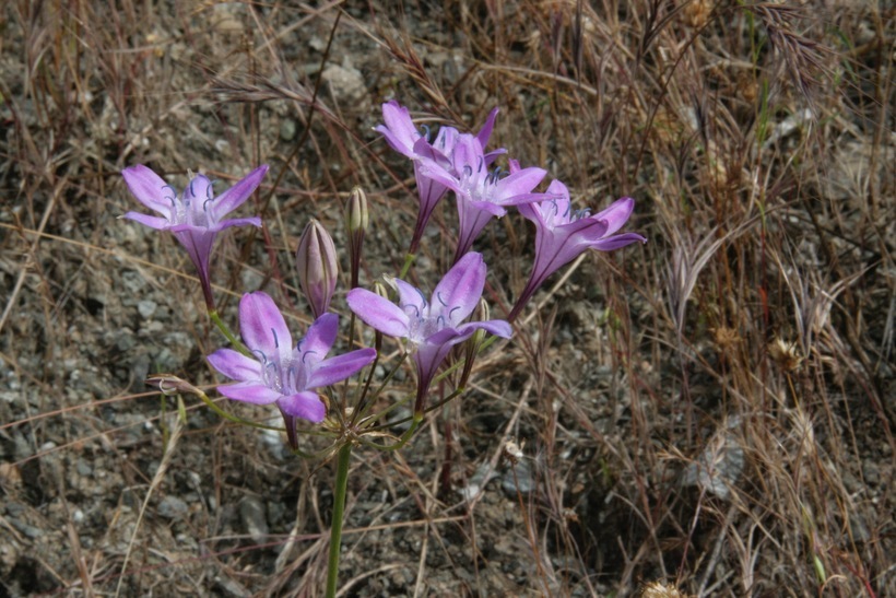 Image of Bridges' brodiaea