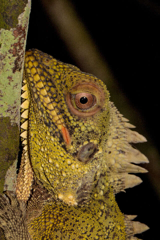 Image of agamid lizards