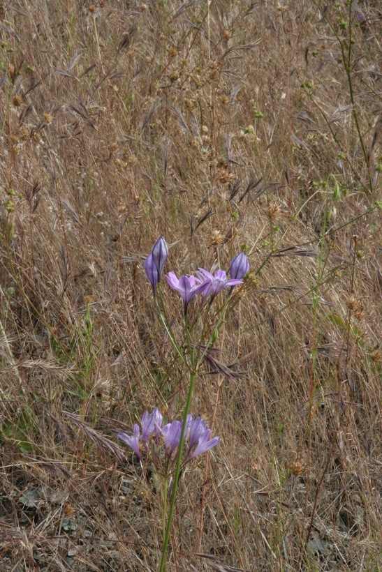 Image of Bridges' brodiaea