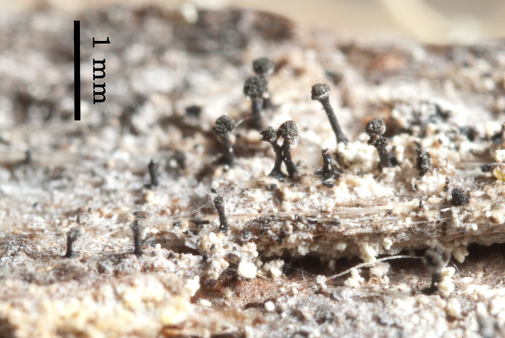 Image of spike lichen