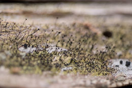 Image of Green stubble lichen;   Spike lichen;   Frog stubble