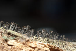 Image of Green stubble lichen;   Spike lichen;   Frog stubble