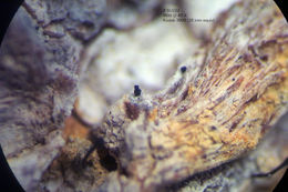Image of microcalicium lichen