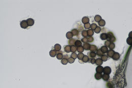 Image of thelomma lichen