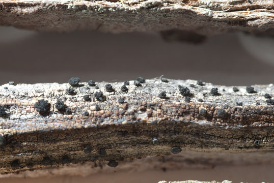 Image of soot lichen