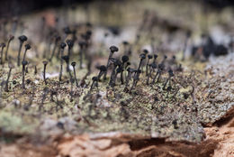 Image of Green stubble lichen;   Spike lichen;   Frog stubble