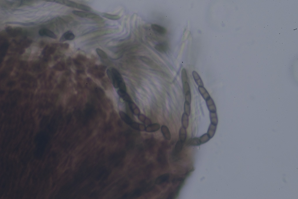 Image of phaeocalicium lichen