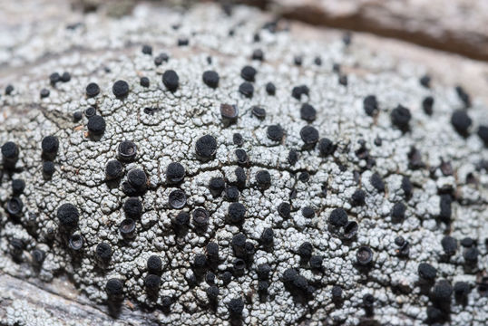 Image of soot lichen