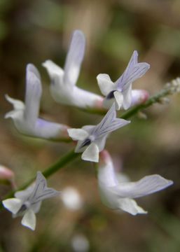 Imagem de Vicia pulchella Kunth