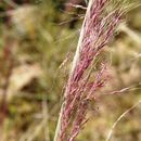 Image of purple muhly