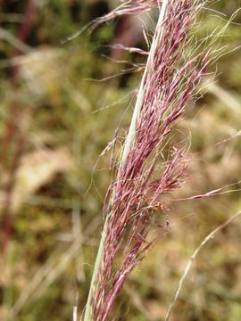 Image of purple muhly