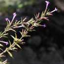 Image of Drummond's false pennyroyal