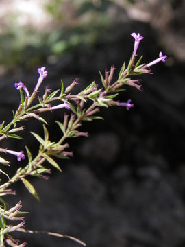 Imagem de Hedeoma drummondii Benth.