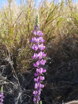 Imagem de Lupinus arizonicus (S. Watson) S. Watson