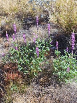 Image of Arizona lupine