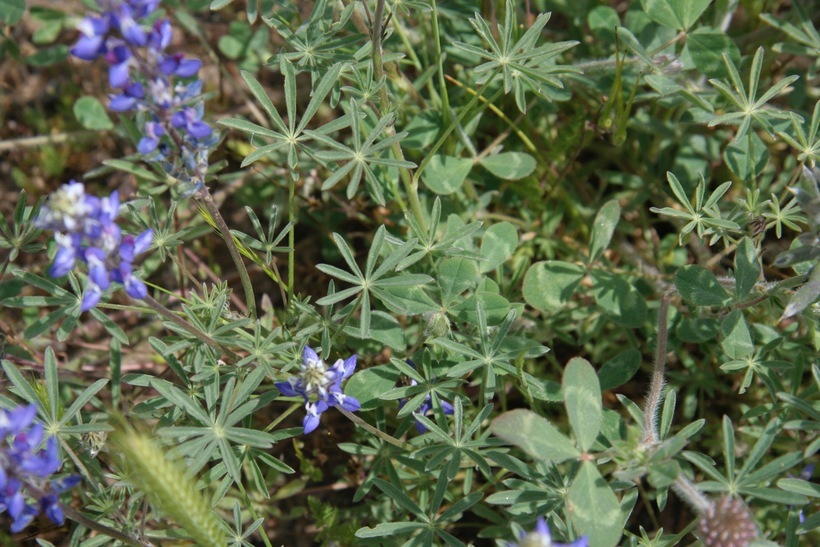 Image de Lupinus bicolor Lindl.