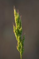 Imagem de Bromus ferronii Mabille