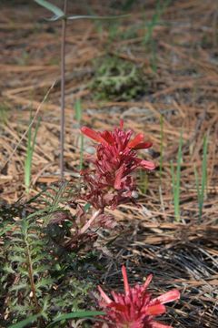 Слика од Pedicularis densiflora Benth.