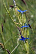 Image of Gentiana utriculosa L.