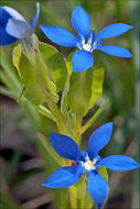 Image of Gentiana utriculosa L.