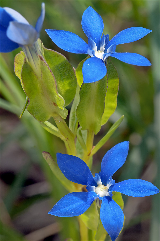 Image of Gentiana utriculosa L.